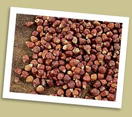 Grains of Paradise