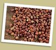 Grains of Paradise