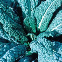 Lacinato Kale Seeds