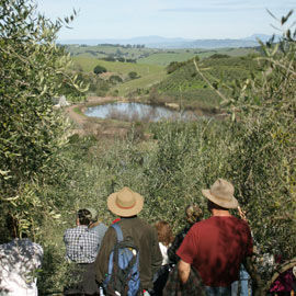 Orchard Walk and Mill Tour