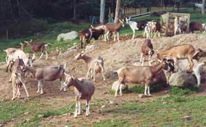Seal Cove Farm