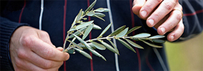 Olivehands