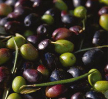 Stonehouse Olive Oil
