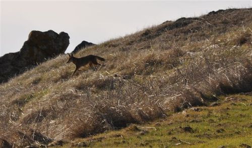 7_coyote
