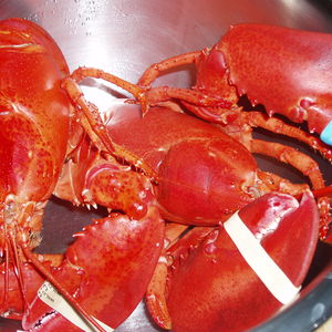 Lobster_001