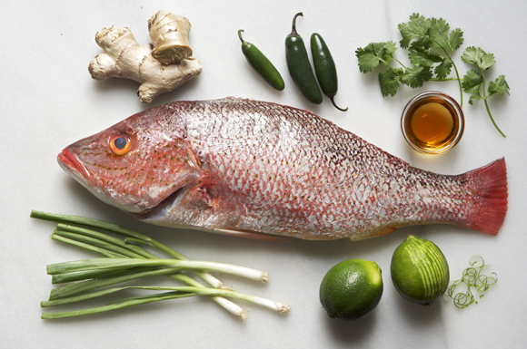 snapper joseph de leo