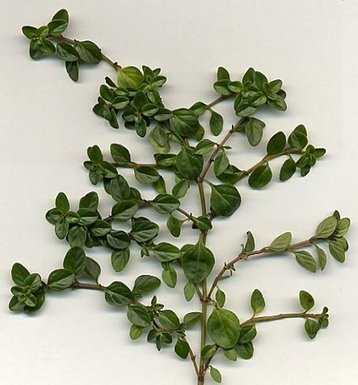 Thyme2