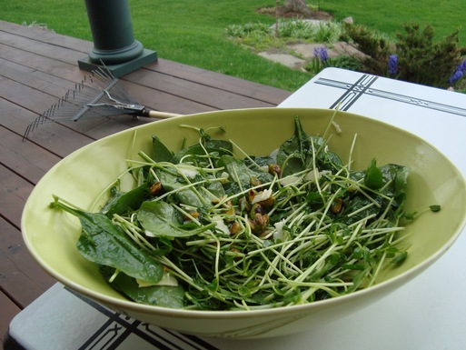 Pea_shoots