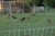 Pastured_chickens