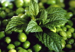 Minted Peas Recipe