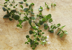 French-Style Green Lentils Recipe