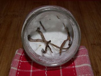 Vanilla4