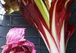 Corn Salad with Pedro Ximenez, Crispy Shallots, Radicchio and Pistachios Recipe