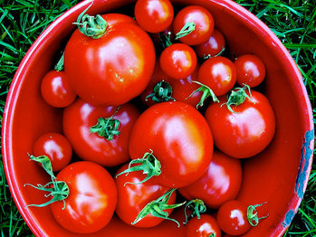 20100804-tomatosalad