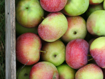 2010_10_21-apples