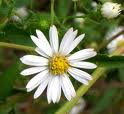 Aster