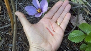 Saffron_crocus