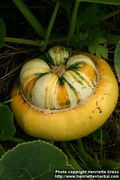 D04_2299_cucurbita-_turk_s-turban_
