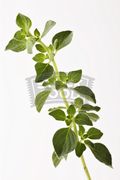 A_sprig_of_oregano-996430