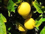 Meyer_lemon_tree0001