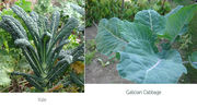 Cabbages