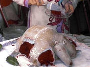 Armadillo-cake-steel-magnolias-2896946-400-300