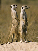 Meerkat