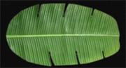 Banana_leaf