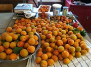 48437_apricot_extravaganza