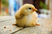 Very-cute-chicken