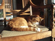 Tom_and_tail