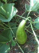 Odd_squash