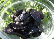 Kokum