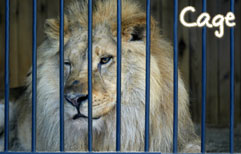 French Lesson - Zoo