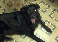 Help Sadie Get TPLO surgery to fix a torn cruciate