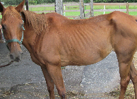 Please Help Us Help Penny