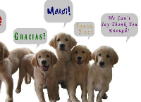 Service Dogs for Veterans