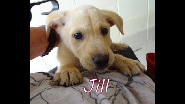 OKE-JILL