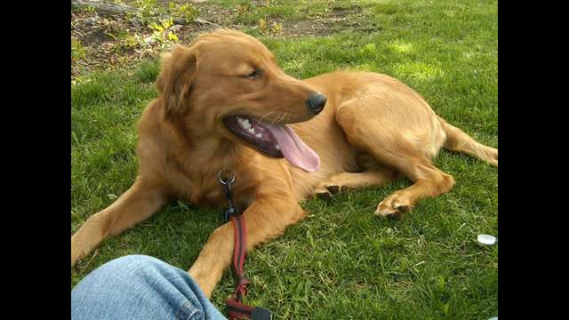 Sam the Epileptic dog in urgent need of assistance