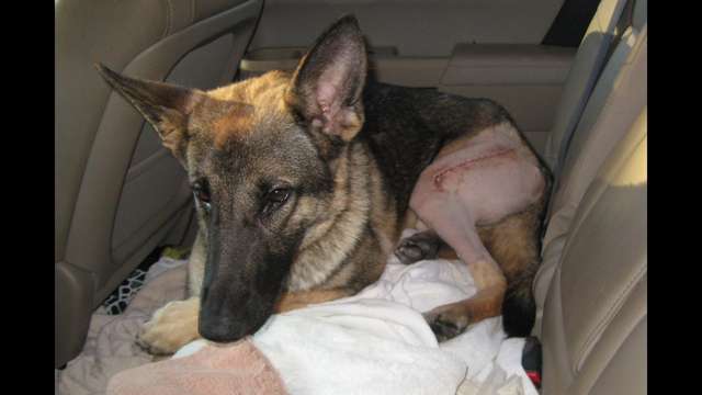 Help Us Help The Dogs!