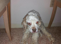 Old Lady Severly Neglected