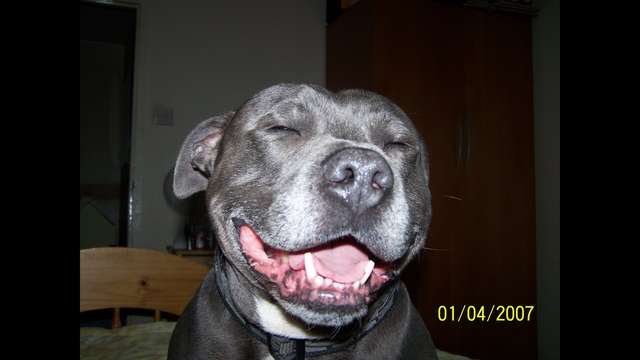 Please help my dog (Rocco) get an MRI scan, DONATE