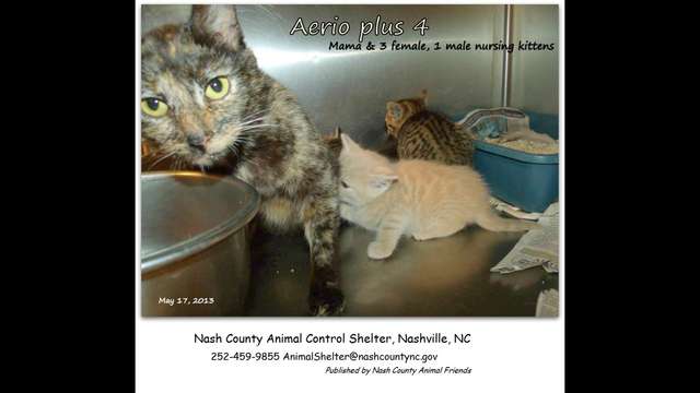 In Animal Control facility!  HELP us Save AERIO +4