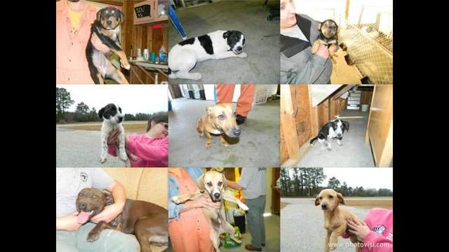 Support Operation Hope - Save a dog today!