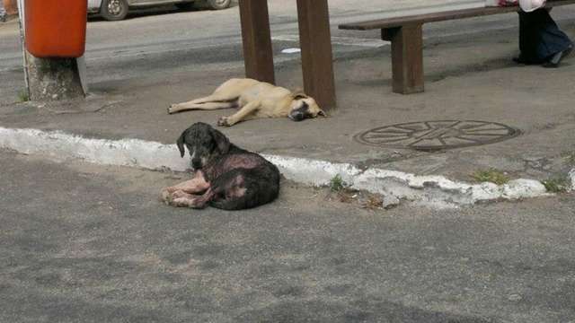 Helping dogs in Brazil