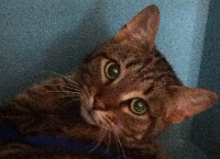 Save Cicero's Life - Please Donate Now