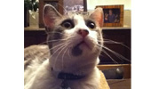 Save Stewie's Sight!