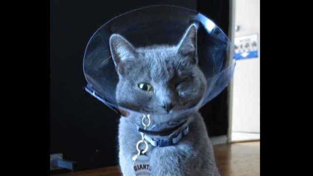 Loving Cat In Desperate Need For Your Help