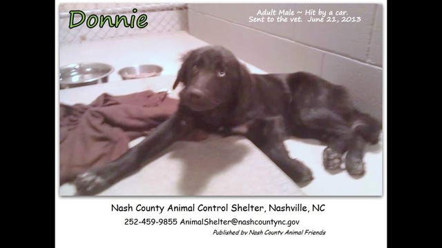 HURT Dog at the VET... Help us HELP Donnie!
