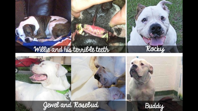 American Bulldog Rescue SOS